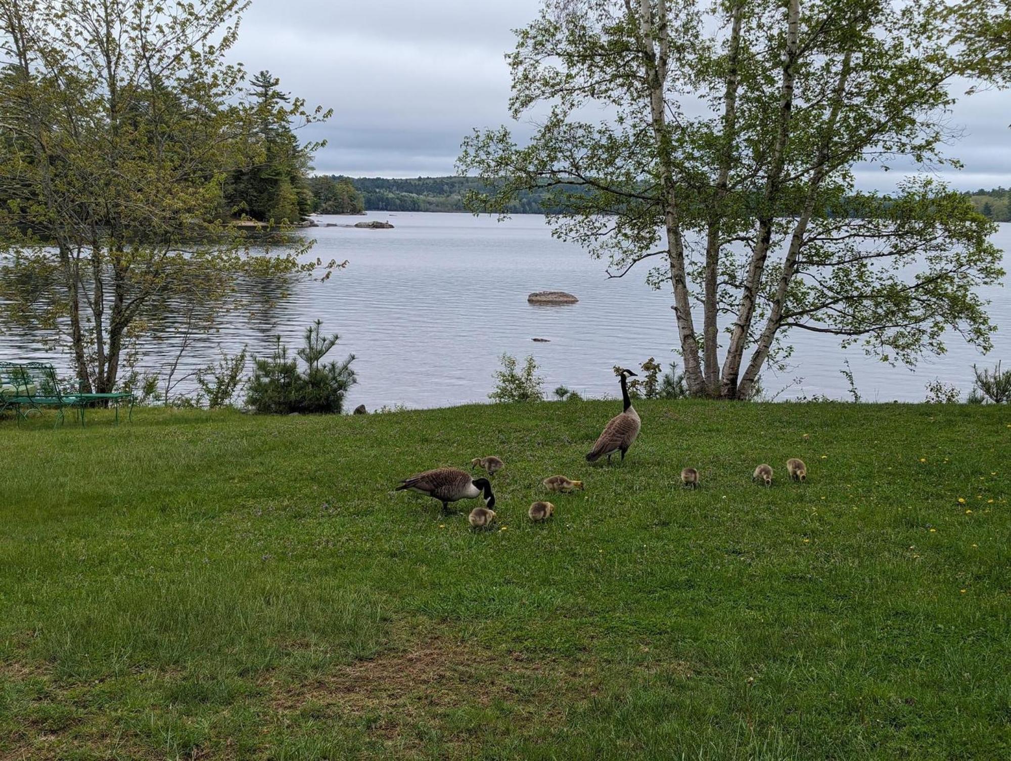 Alamoosook Lakeside Inn Orland Εξωτερικό φωτογραφία